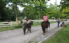 Ponyreiten auf Anfrage auf dem Ferienbauernhof Wulfshof